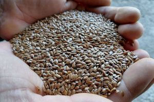 Насіння льону олійного