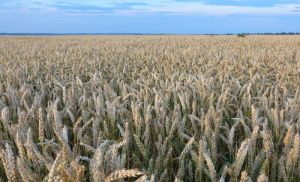 У 2025 році площі насіннєвих посівів під основними культурами в Україні зросли до 80 тис. га