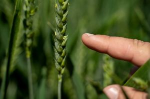 Озима пшениця