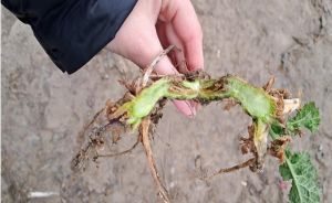 Бактеріоз ріпаку