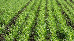 Гербіцид для контролю комплексу бур'янів в посівах зернових порадив фахівець