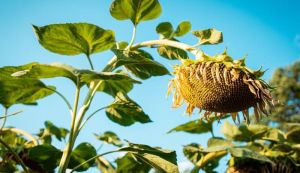 Виробництво олійних культур в Україні у 2025/26 МР скоротиться майже на 20% — прогноз