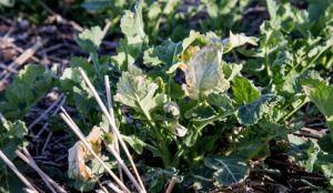 Посіви ріпаку