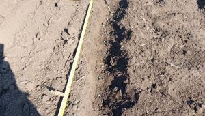 Посіяний горох