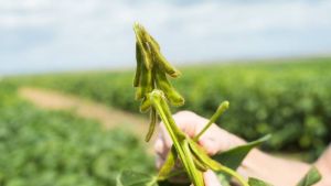 З 2026 року впроваджуватимуться штрафи за вирощування і продаж незареєстрованих ГМ-сортів