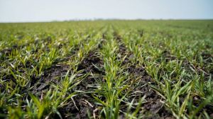 Ключові фази розвитку озимих зернових, в які можна застосовувати гербіциди навесні, нагадали польські фахівці