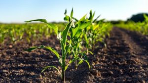 Для захисту кукурудзи варто використовувати страхові гербіциди з мінімальною фітотоксичністю
