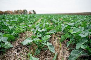 Ріпак і ячмінь стали найпопулярнішими культурами для страхування взимку