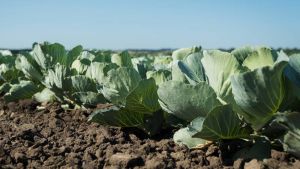 Поєднання біочару з корисними бактеріями призвело до збільшення біомаси капусти до 40% — дослідження