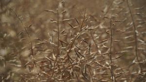 Про оптимальні терміни сівби та норми висіву для сочевиці, гречки й гірчиці розповіли польські фахівці