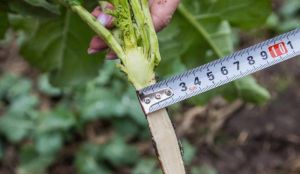 Вимірювання ширини кореневої шийки ріпаку