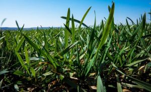 Озимі на Тернопільщині витримали зимові морози до -25°C, стан посівів добрий: результати моніторингу