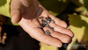 Ціни на соняшник зросли на 500 грн, ринок поводиться нетипово