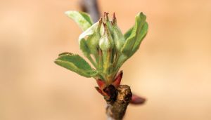 Про особливості застосування хлорокису міді в садівництві розповів фахівець