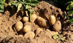 Сорти картоплі різних груп стиглості для вирощування на Кіровоградщині назвала фахівчиня