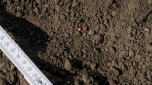 Насіння цукрового буряка у ґрунті