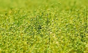 Посіви льону