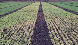 Ліворуч сорт озимого ячменю КВС ДУНАЙ, праворуч — КВС ФАРО
