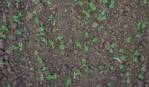 Сходи гороху