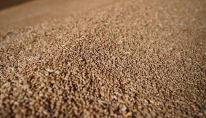 Зерно пшениці