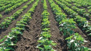 Захист культур від бур’янів до появи сходів — комплексний гербіцид порадив фахівець