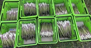 Робота для збирання спаржі розробляють німецькі дослідники