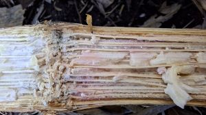 Фузаріозна гниль стебла — прихована форма фузаріозу кукурудзи