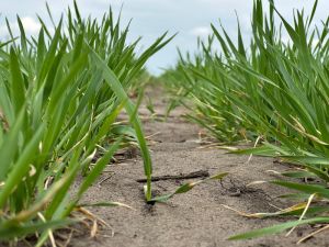 Озима пшениця