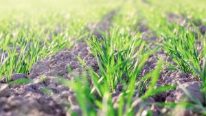 Широкий спектр дводольних бур'янів у посівах зернових краще контролювати комплексним гербіцидом — фахівець