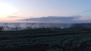 Задимлення фундукового саду