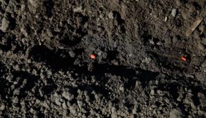 Аграріям нагадали оптимальні умови для сівби кукурудзи