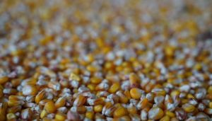 Ринок зерна: актуальні ціни на пшеницю, кукурудзу, сою та соняшник