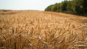 Валовий збір зернових прогнозують 58,2 млн т, це на 5% нижче попередньої оцінки