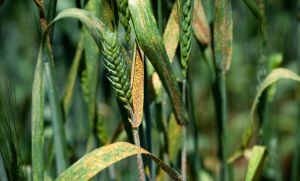 Європі загрожує нова раса жовтої іржі на пшениці