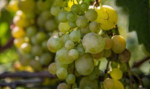 Виноград