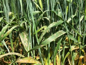 Борошниста роса