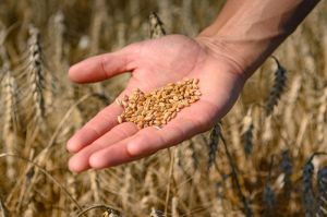 Озима пшениця