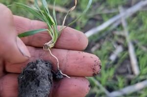 Озима пшениця