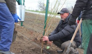 Агрофірма Ольгопіль закладає виноградну ділянку із захисними смугами фундука та мигдалю