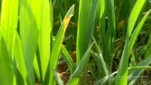 Погода в першій декаді квітня сприяла розвитку хвороб на озимих культурах