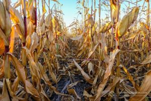 На піщаних ґрунтах вищий урожай зі збільшеною густотою показали гібриди кукурудзи з ФАО до 300