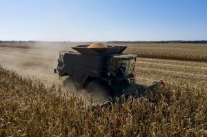 Збирання кукурудзи