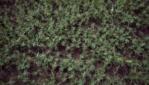 В Одеській області вимерзли майже всі посіви зимуючого гороху