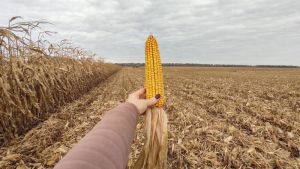 Виробництво зернових в Україні у 2025 році сягнуло 61,04 млн тонн — це максимум за останні чотири роки