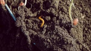 Погодні умови сприяють значному збільшенню кількості імаго піщаного мідляка на зернових та просапних культурах