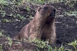 Бабак на полі Дмитра Коночука
