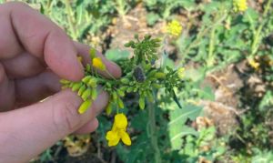 Оленка волохата на посівах озимого ріпаку