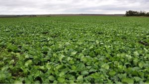 Комплекси на основі вільних L-амінокислот допоможуть відновити рослини після стресу низьких температур