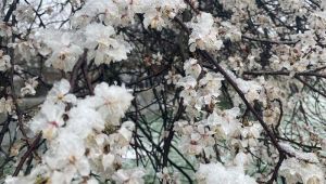 На Закарпатті штормовий вітер та заморозки: аграрії ризикують зазнати втрат 