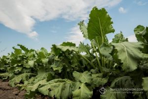 Площі під цукровими буряками в Україні цьогоріч можуть бути найменшими з 1997 року